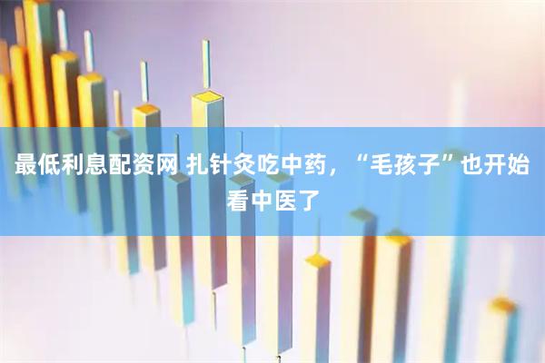 最低利息配资网 扎针灸吃中药，“毛孩子”也开始看中医了